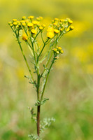 Duinkruiskruid - Jakobskruiskruid - Tansy ragwort - Jacobaea vulgaris subsp. dunensis