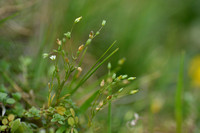 Tengere veldmuur; Fine-leaved Sandwort; Minuartia hybrida