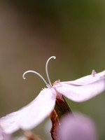 Zeepkruid; Soapwort; Saponaria officinalis