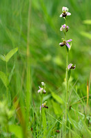 Bijenorchis; Bee Orchid; Ophrys apifera