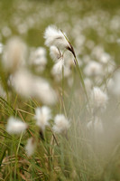 Veenpluis - Common Cottongrass - Eriophorum angusiolium