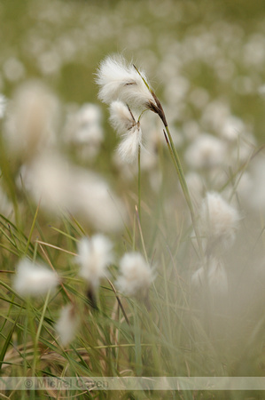 Veenpluis; Common Cottongrass; Eriophorum angusiolium;