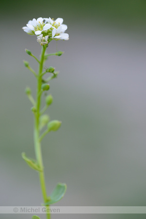 Echt Lepelblad; Common scurvygrass; Cochlearia officinalis subsp