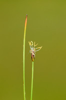Armbloemige Waterbies - Few-flowered Spike-rush - Eleocharis quinqueflora