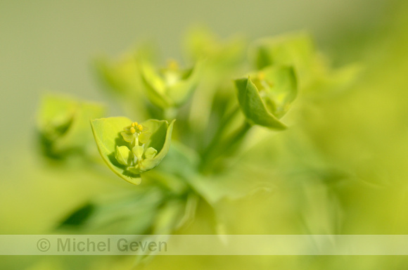 Zandwolfsmelk; Euphorbia seguieriana; Euphorbia gerardiana