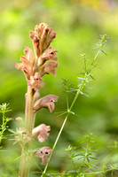 Walstrobremraap; Orobanche caryophyllacea; Clove-scented Broomra