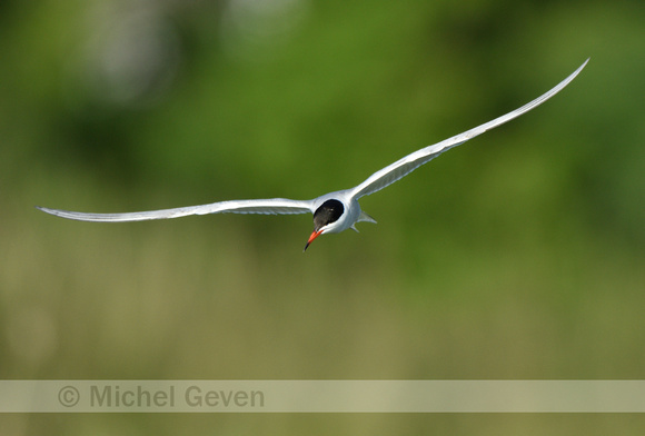 Visdief; Common Tern; Sterna hirundo