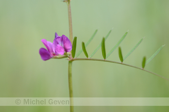 Smalle Wikke; Narrow-leaved Vetch; Vicia staiva subsp. nigra