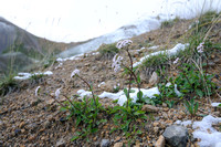 Bergvaleriaan; Mountain Valerian; Valeriana montana;