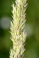 Helm - Marram grass - Ammophila arenaria