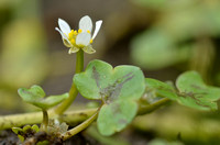 Klimopwaterranonkel; Ivy-laved Crowfoot; Ranunculus hederaceus