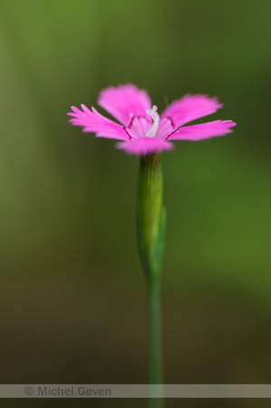 Maiden Pink; Steenanjer; Dianthus deltoides