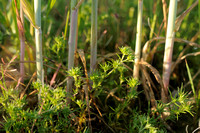 Eenjarige Hardbloem; Annual knawel; Scleranthus annuus
