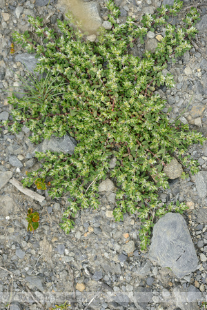 Paronychia polygonifolia