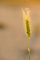 Kruipertje; Wall Barley; Hordeum murinum;