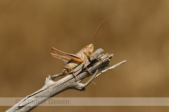 Lichtgroene sabelsprinkhaan; Bicolour Meadow Bush-cricket; Bicol