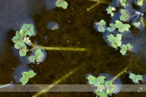 Klimopwaterranonkel; Ivy-leaved Crowfoot; Ranunculus hederaceus;