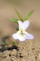 Heidemelkviooltje - Fen Violet - Viola persifolia subsp. lacteaeoides