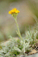 Génepi - Glacier Wormwood - Artemisia glacialis