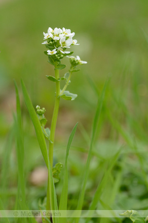 Echt lepelblad; Common scurbygrass; Cochlearia officinalis subsp