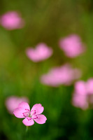 Steenanjer - Maiden Pink - Dianthus deltoides