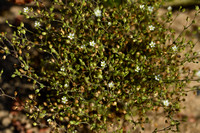 Gewone Zandmuur; Thyme-leaved Sandwort; Arenaria serpyllifolia