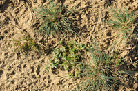 Overblijvende Hardbloem;Perennial Knawel;Scleranthus perennis