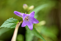 Ruig klokje; Nettle-leaved Bellflower; Campanula trachelium