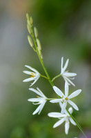 Grote Graslelie; St. Bernard's Lily; Anthericum liliago