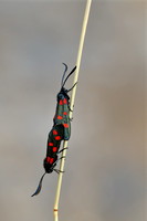 Zuidelijke sint-jansvlinder; Zygaena transalpina