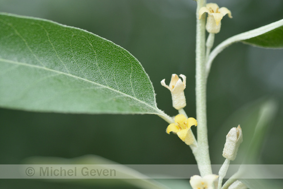 Smalle Olijfwilg; Oleaster; Elaeagnus angustifolia;