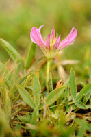 Echte Alpenklaver - Alpine Clover -  Trifolium alpinum