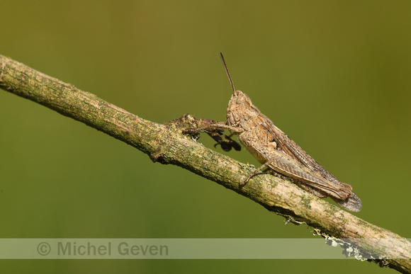 Bruine sprinkhaan; Common Field Grasshopper; Chorthippus brunneu