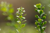 Amerikaanse Kruidkers - Virginia Peppergrass - Lepidium virginicum