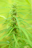 Hennep; Hemp; Cannabis sativa;