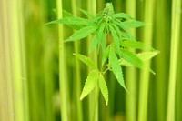 Hennep; Hemp; Cannabis sativa;