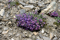 Alpenleeuwenbek; Alpine Toadflax; Linaria alpina