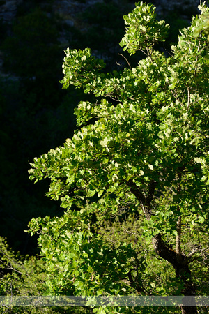 Donzige eik; Downy oak; Quercus pubescens