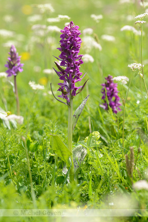 Brede Orchis; Broad-leaved Marsh Orchid; Dactylorhiza majalis su