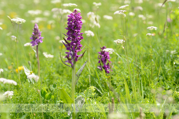 Brede Orchis; Broad-leaved Marsh Orchid; Dactylorhiza majalis su