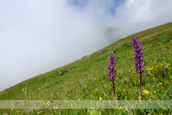 Mannetjesorchis; Early-purple Orchid; Orchis mascula;