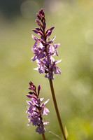 Bosorchis; Common spotted orchid; Dactylorhiza fuchsi