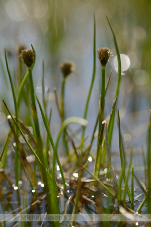 Scheuchers wollegras; White Cottongrass; Eriophorum scheuchzeri;
