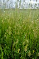 Slofhak; Annual Vernal-grass; Anthoxanthum aristatum