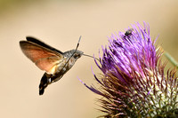 Kolibrievlinder; Hummingburd Hawk-moth; Macroglossum stellatarum