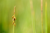 Vlozegge; Flea Sedge; Carex pulicaris;
