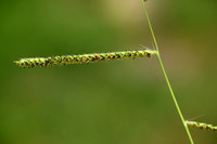 Dallis grass; Paspalum dilatatum