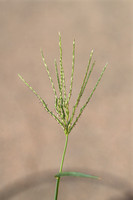 Harig vingergras; Hairy Crabgrass; Digitaria sanguinalis