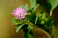 Perzische Klaver; Persian Clover; Trifolium resupinatum;