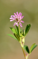 Perzische Klaver; Persian Clover; Trifolium resupinatum;